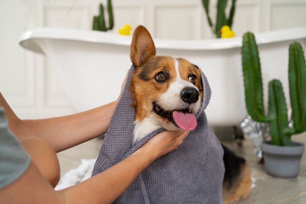 Veterinary Care