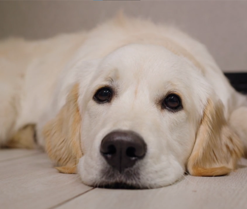 Veterinary Care